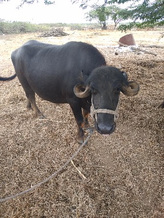 ભેંસ વેચવાની સે