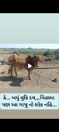 એક નંબર ગીર હોડકિ વેચવા ની છે