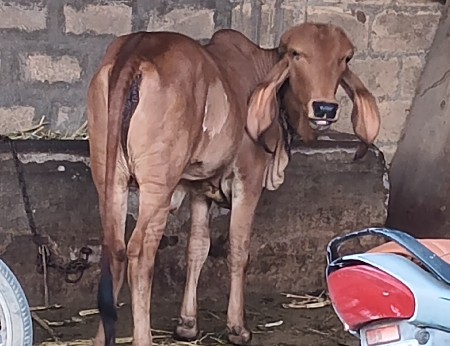 ગિર ઓરીજનલ નસલ ની વાછડી વેચવાની છે