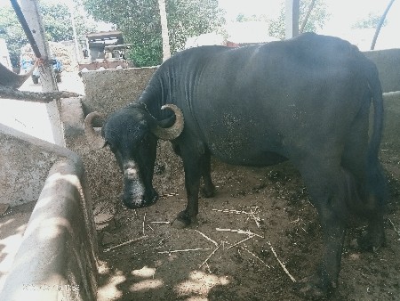 ભેંસ વેચવાની છે