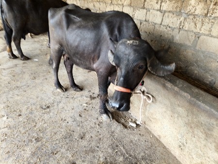 6 લિટર દૂધ પેલ બેટરી