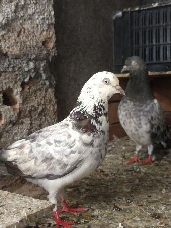 2 jodi ane 1 singal mada