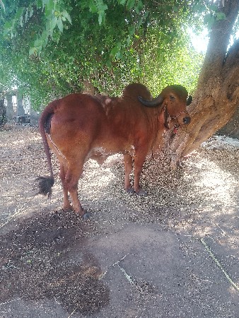 ગાયવેશવાનીછે