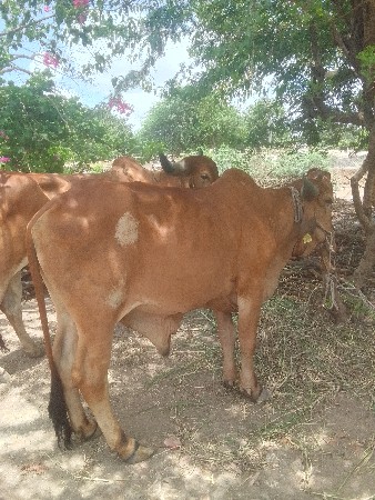 બળદ વેચવાના છે સાટા પણ ચાલે