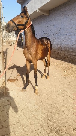 વશેરી