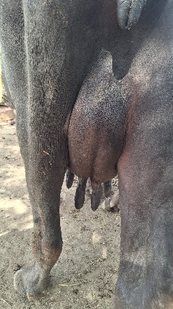 ભેલ