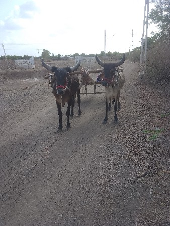 ગોદલા વેચવાના છે