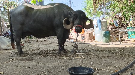 ભેંસ વેચવાની છે
