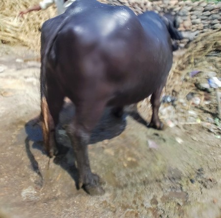 વેચવાની છે