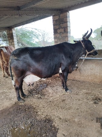 ગાય