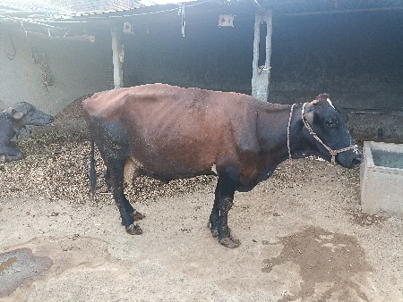 ગાય વેચવાની છે