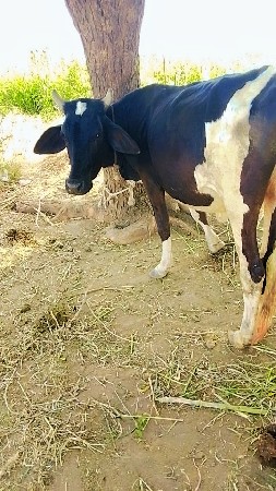 અખંડ હોડકી
