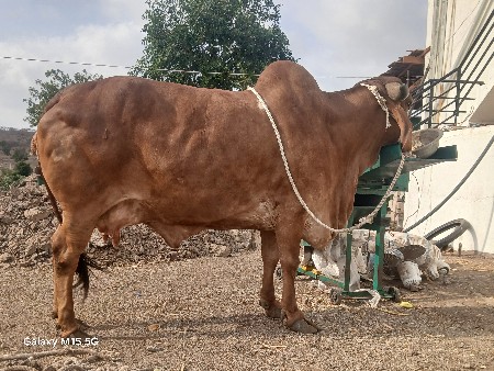 ગાય