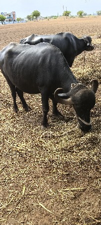 પેલું વેતર ખડેલી વેચવાની છે