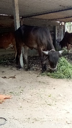 આ ગાય આપવાની છે
