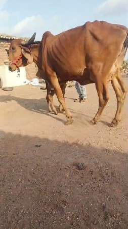દેસી  ગા વેચવાની છે