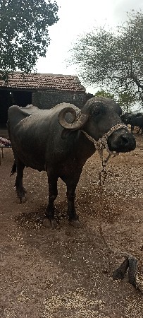 ત્રણ ભેંસો વેચવાની છે