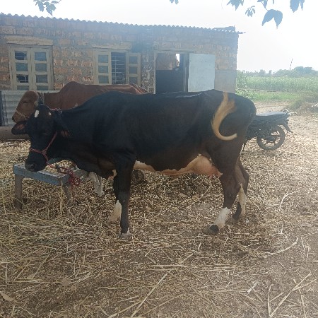 ગાય વેચવાનું છે બીજું વેતર છે