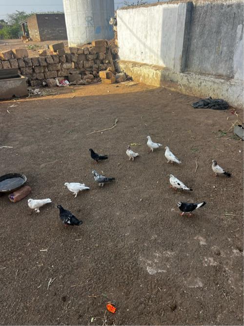 12 kabutar