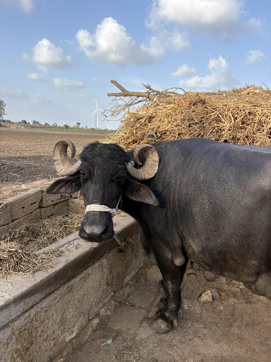 ભેંસ