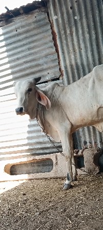 વાછડી વેચવાની છે