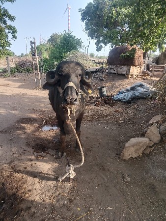 ભેંશ વેચાવ છે
