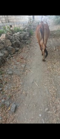 ગાયવેસવાનીસે