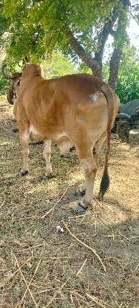 બળદ
