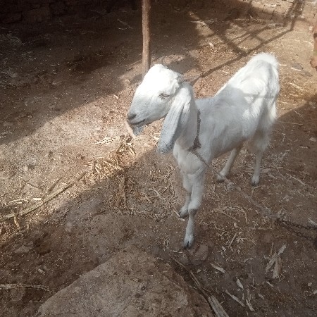 બકરી નંગ 1