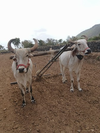 આ ગોધલા વેચવાના છે
