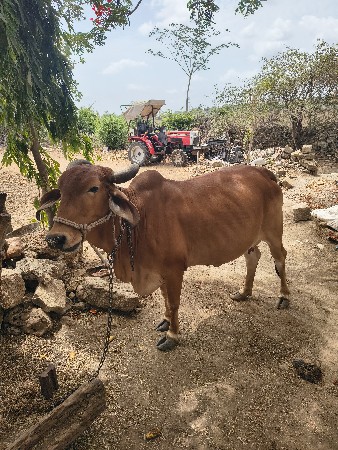 વેચવાની