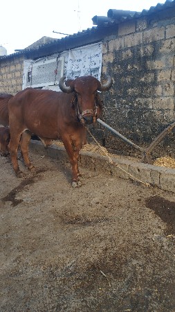 બે વાવણી વાવેલ