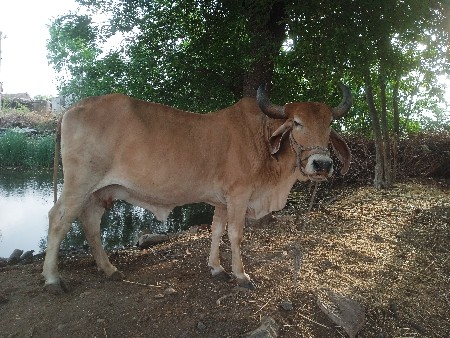 આ બેય ગાયુ વેશવાની છે