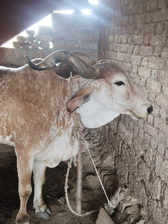 ગાય વેસવાની સે