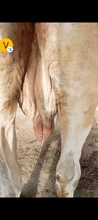દેશી ગાય વેચવાની છે