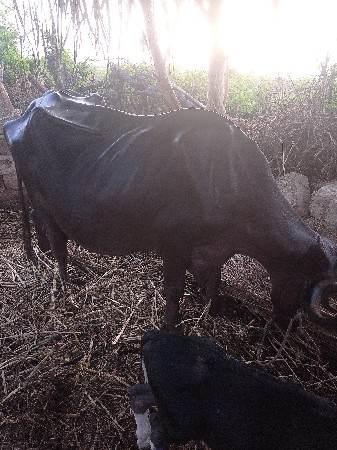 લેવી હોઈ તો જ ફોન કરવા