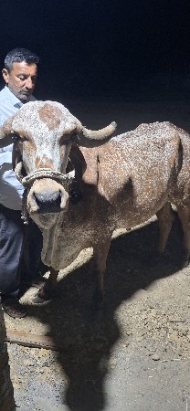 ગાય વેચાવા ની છે.