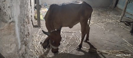 વાછડી વેચવાની છે