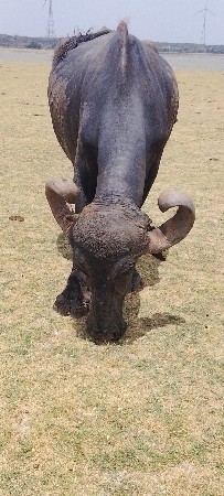 ભેસ વેચવા છે.