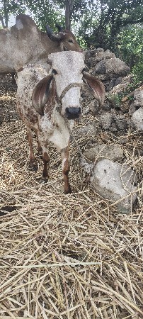 વાછડી આપવાની સે