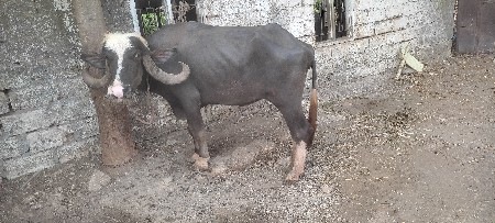 ઢોર વધી ગયા છે એટલે આપી દેવાની