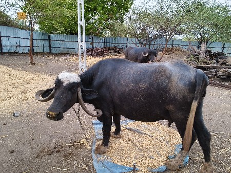 ભેંસ વેચવાની છે