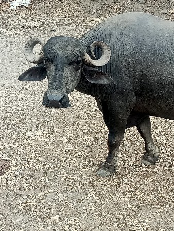 ભેસ વેસવાની સે
