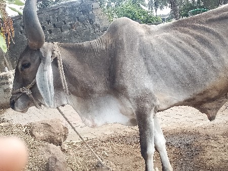 આ બળદ વેચવાનો છે