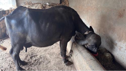 🐃ભૈસ વેચવાની છે🐃