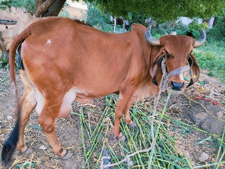 ગાય વેચવાની છે
