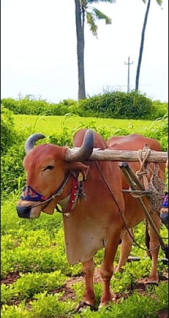 બળદ વેસવાનો છે