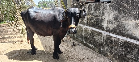 પેલું વેતર ભેંસ વેચવાની છે