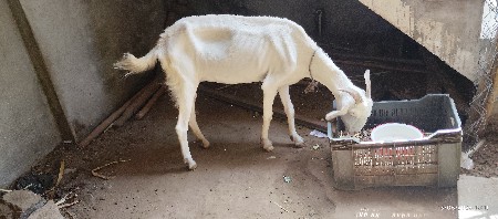 બકરીઓ વેચવાની છે