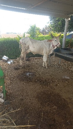 કાકરેજ એક દેશી બે ગાય